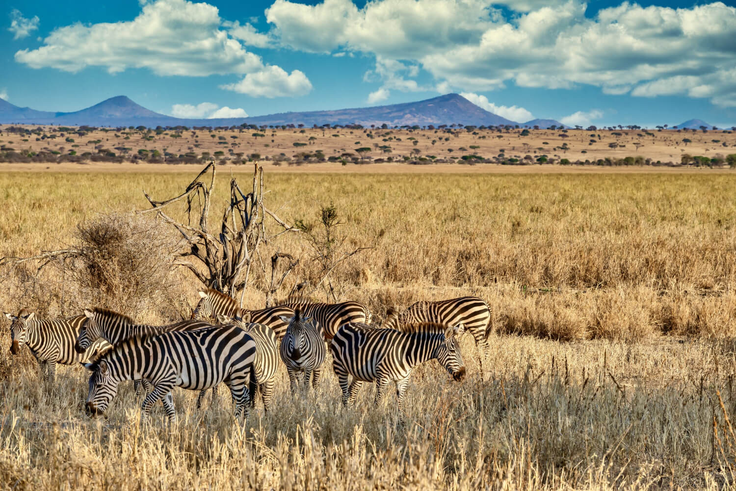 Safari Photography Tips: Capturing the Perfect Shot